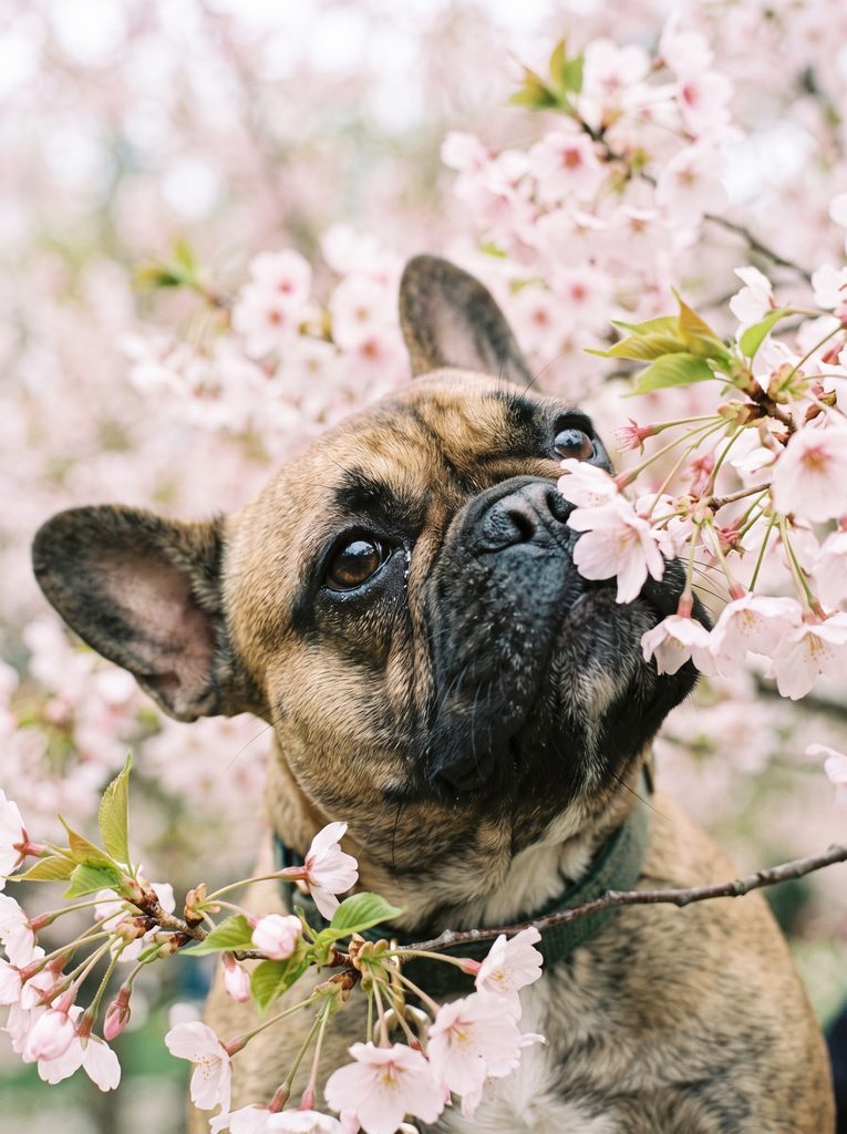French Bulldog allergies